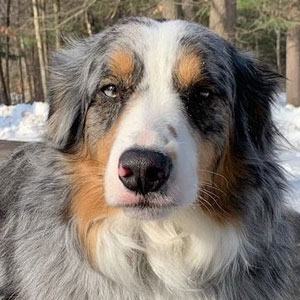 Bosco