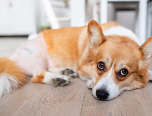 Managing Hip Dysplasia and Elbow Dysplasia in Large Breed Dogs: How PRP and Stem Cell Therapy Can Help