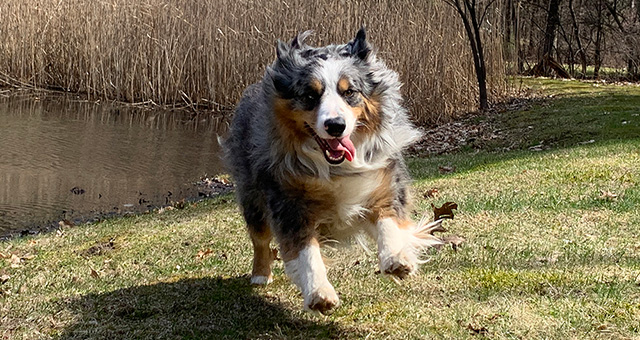 Bosco