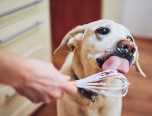 6 Toxins That Can Harm Your Pet