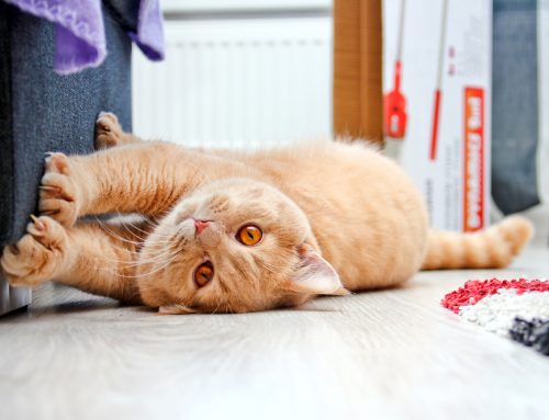 Understanding Cat Scratching Behavior