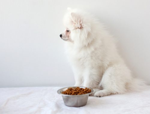 Appetite and Thirst: Keys to Your Pet’s Health Status