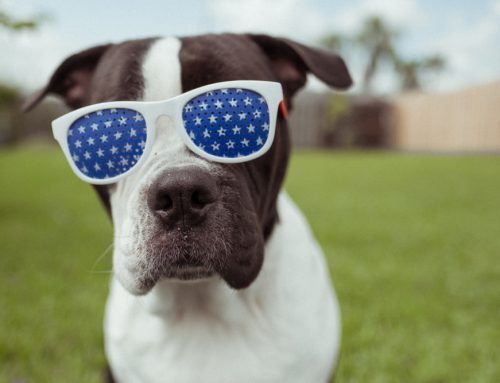 July Fourth Do’s and Don’ts for Pet Safety