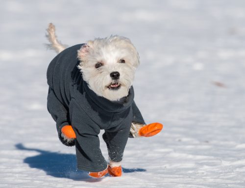 Cold Weather Safety for Your Pet