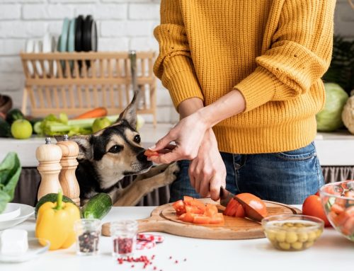 Food for Thought: Discovering Your Pet’s Optimal Diet