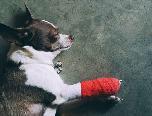 Is Your Dog Limping? Understanding CCL Injuries and Innovative Recovery Options