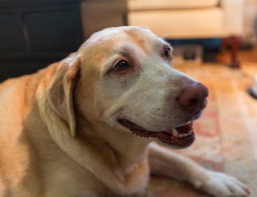 Anal Gland Infections & Chronic Issues: How Laser Therapy Reduces Swelling & Pain