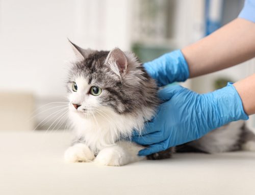 Spay and Neuter: Why It’s More Than Just Population Control